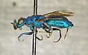 Chrysis antennalis - photo 3