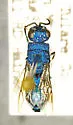 Chrysis antennalis - photo 4