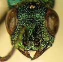 Chrysis antennalis - photo 5