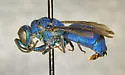Chrysis apontis