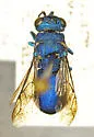Chrysis apontis - photo 2