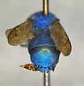 Chrysis apontis - photo 3