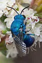 Chrysis aridula