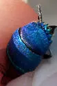 Chrysis aridula - photo 2