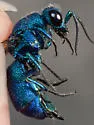 Chrysis aridula - photo 3