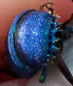 Chrysis aridula - photo 4