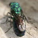 Chrysis cessata