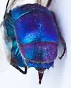 Chrysis cessata - photo 2