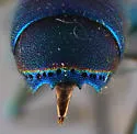 Chrysis cessata - photo 3