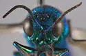 Chrysis cessata - photo 4