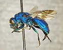 Chrysis coerulans