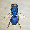 Chrysis coerulans - photo 2