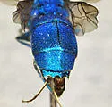 Chrysis coerulans - photo 3