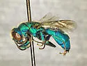 Chrysis coloradica