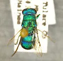Chrysis coloradica - photo 2
