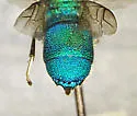 Chrysis coloradica - photo 3