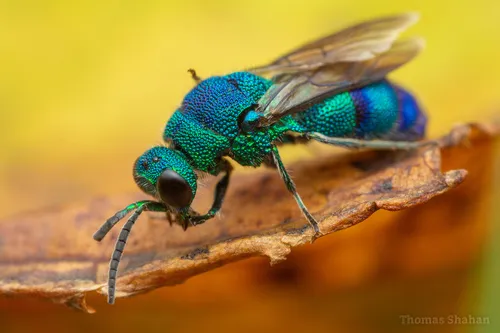 Chrysis conica - photo 3