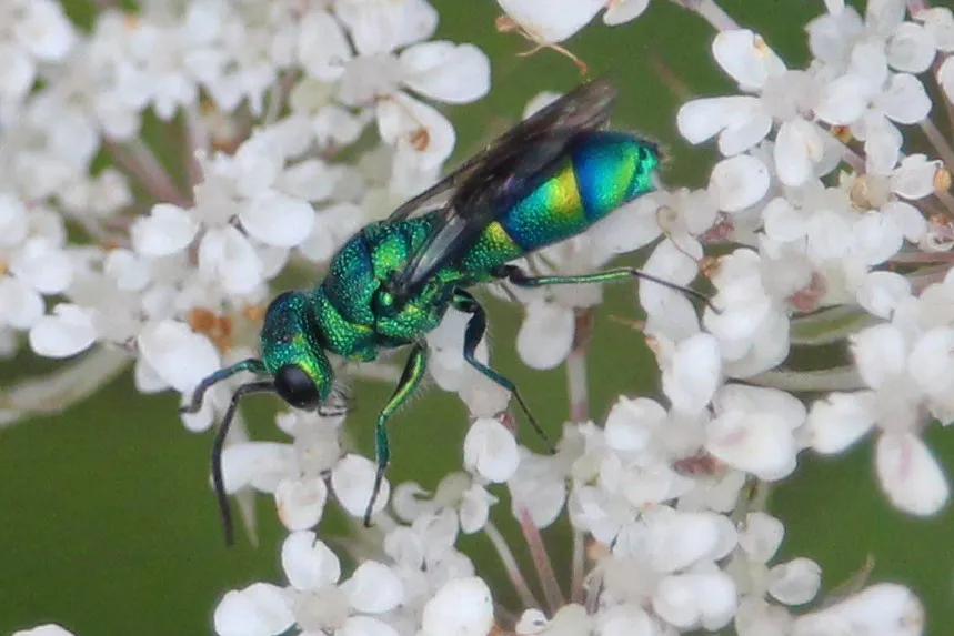 Chrysis derivata - photo 2