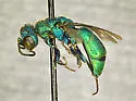 Chrysis dorsalis