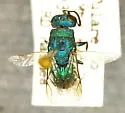Chrysis dorsalis - photo 2