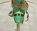 Chrysis dorsalis - photo 3