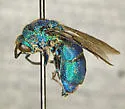 Chrysis dugesi