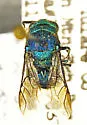 Chrysis dugesi - photo 2