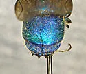 Chrysis dugesi - photo 3