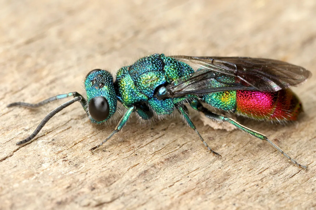 Chrysis fulgida - photo 3