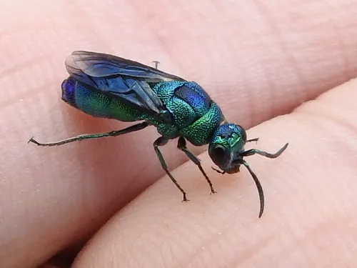 Chrysis fuscipennis