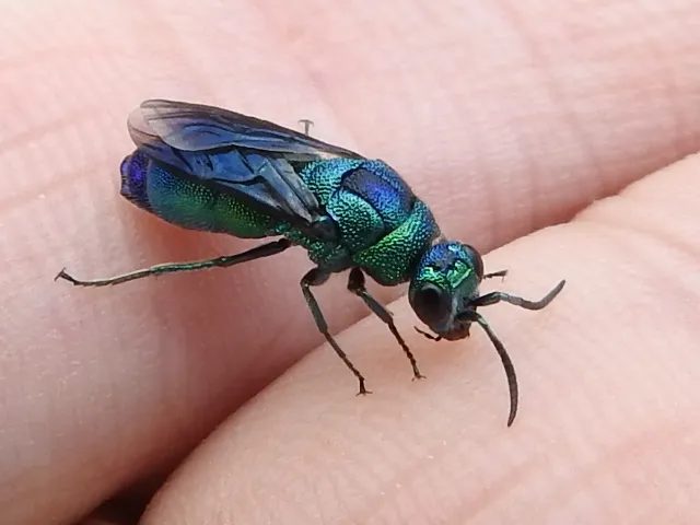 Chrysis fuscipennis - photo 2