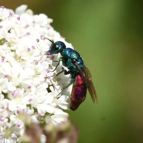 Chrysis gracillima