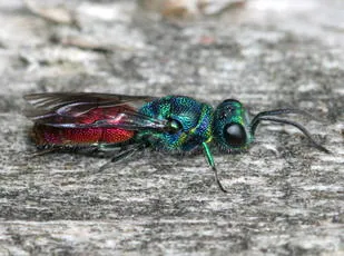 Chrysis ignita