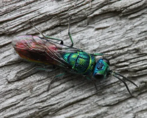 Chrysis ignita - photo 2