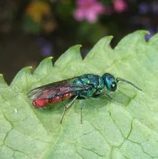 Chrysis ignita - photo 3