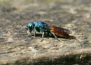 Chrysis ignita - photo 4