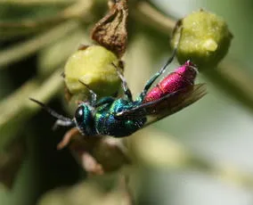 Chrysis ignita - photo 5