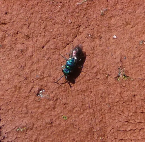 Chrysis ignita - photo 7