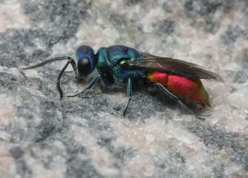 Chrysis impressa