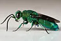 Chrysis inaequidens