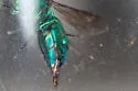 Chrysis inaequidens - photo 2