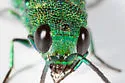 Chrysis inaequidens - photo 3