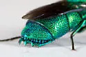 Chrysis inaequidens - photo 4