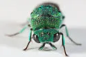 Chrysis inaequidens - photo 5