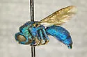 Chrysis inflata