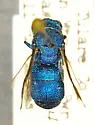 Chrysis inflata - photo 2