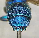 Chrysis inflata - photo 3