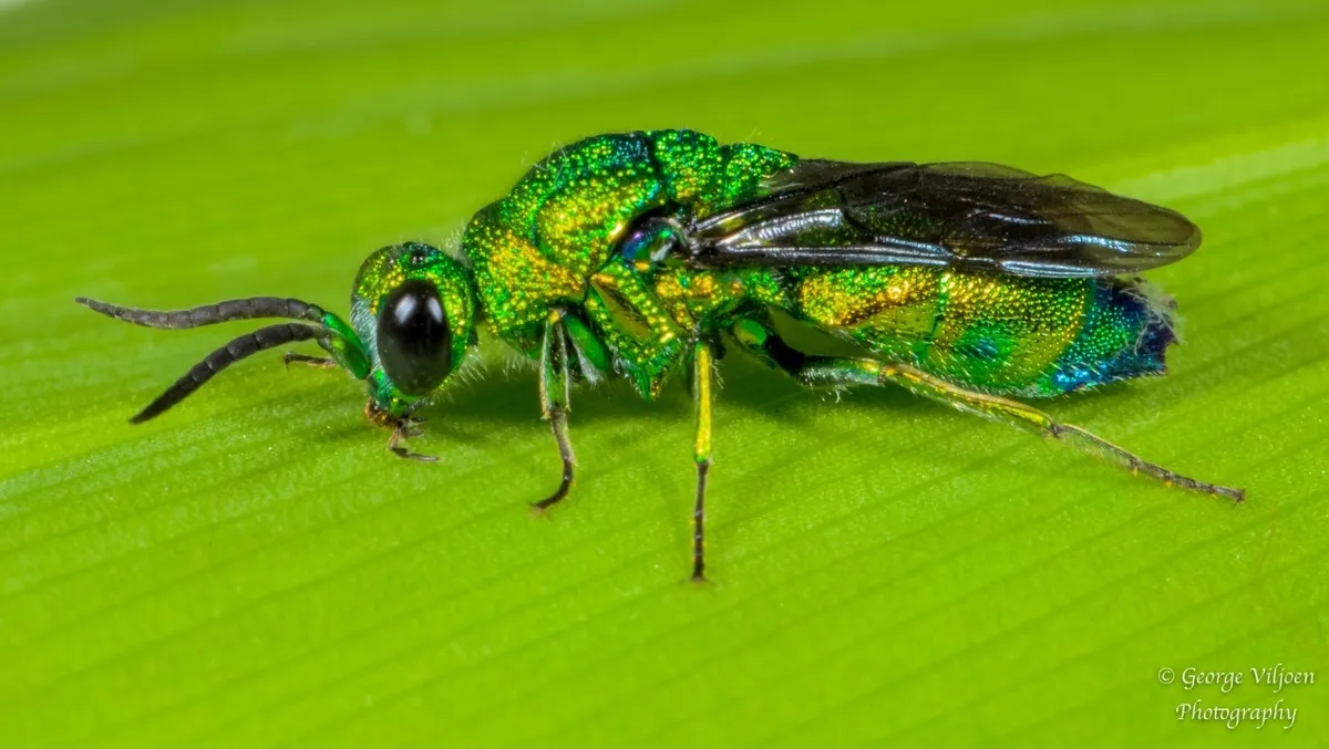 Chrysis lincea - photo 3