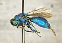 Chrysis lucifera