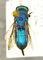 Chrysis lucifera - photo 2